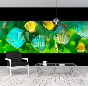 Picture of Colorful tropical discus fish